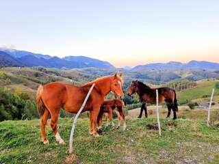 Гостевой дом Pensiunea SUNRISE HOUSE Брашов-2